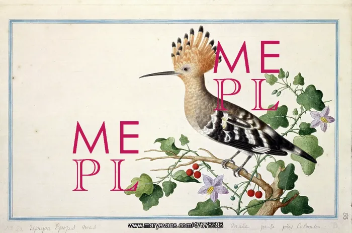 : Upupa epops, common hoopoe : Upupa epops, common hoopoe
