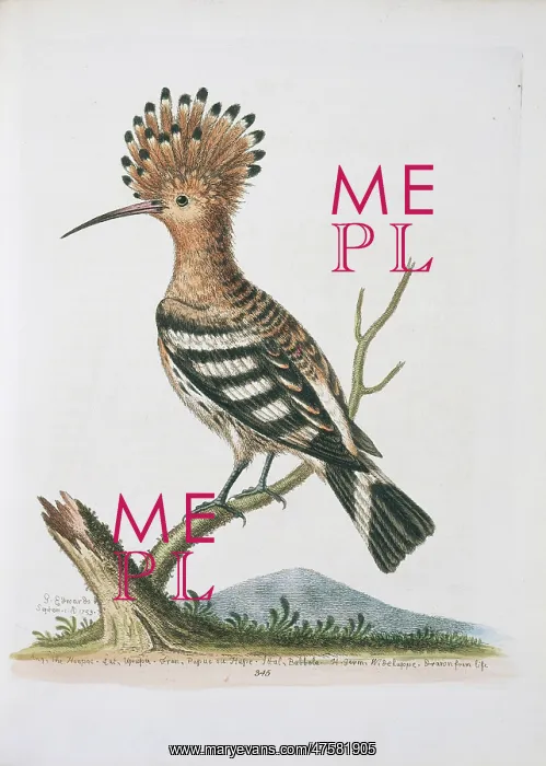 : Upupa epops, common hoopoe : Upupa epops, common hoopoe