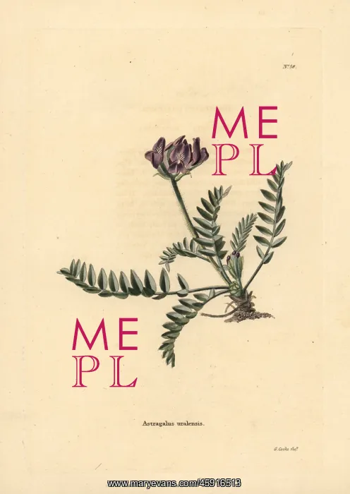: Ural axe vetch, Oxytropis uralensis : Ural axe vetch, Oxytropis uralensis