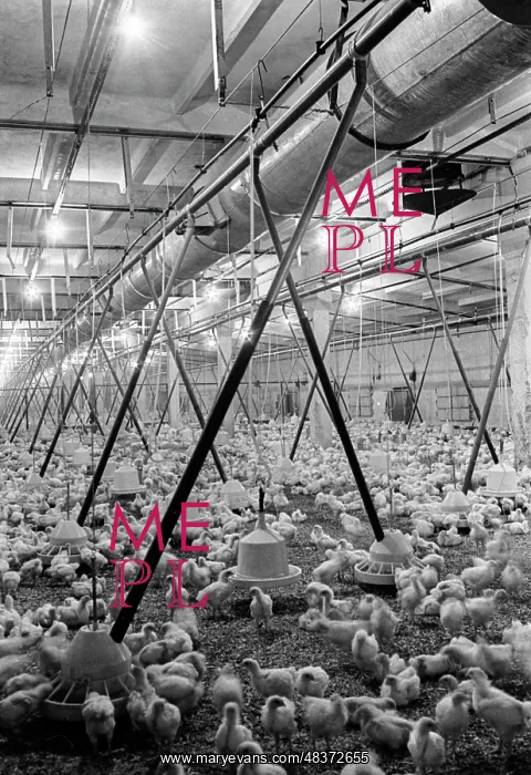 : Ural Broiler Plant : Ural Broiler Plant