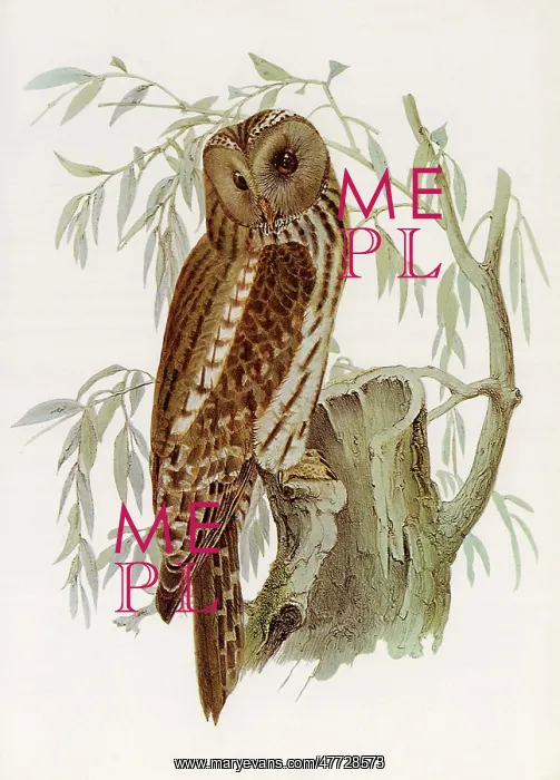  : Ural Owl, Strix uralensis