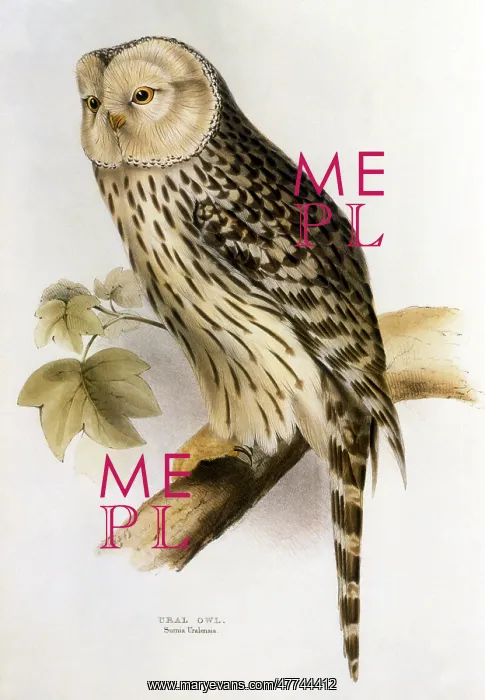 : Ural Owl (Strix uralensis) : Ural Owl (Strix uralensis)