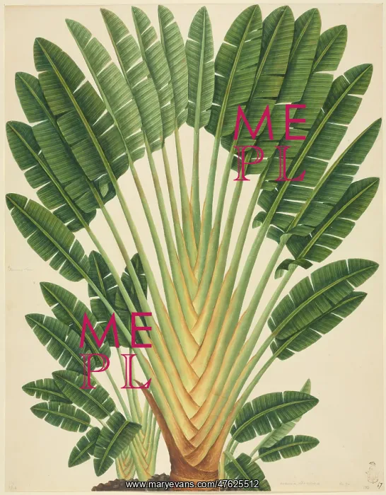 : Urania speciosa; Palm : Urania speciosa; Palm