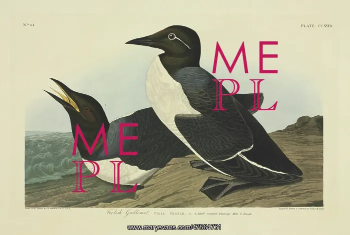 : Uria aalge, guillemot : Uria aalge, guillemot