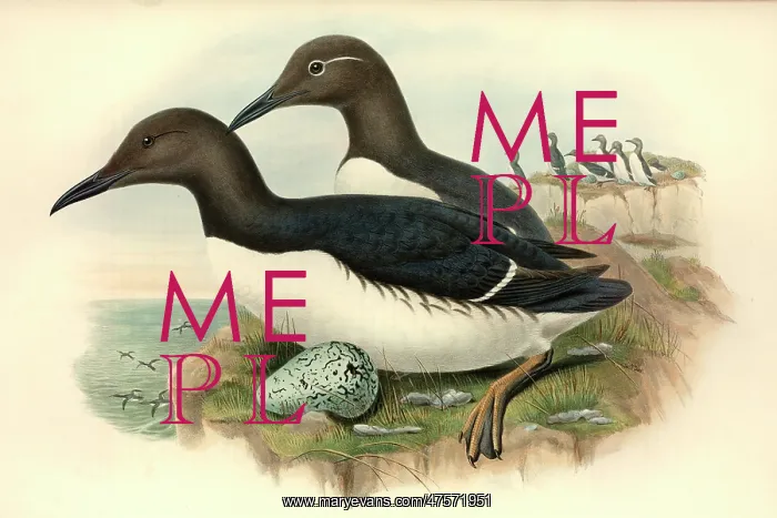 : Uria aalge, guillemot : Uria aalge, guillemot