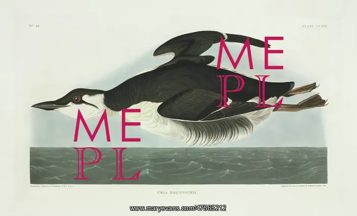 : Uria lomvia, thick-billed murre : Uria lomvia, thick-billed murre