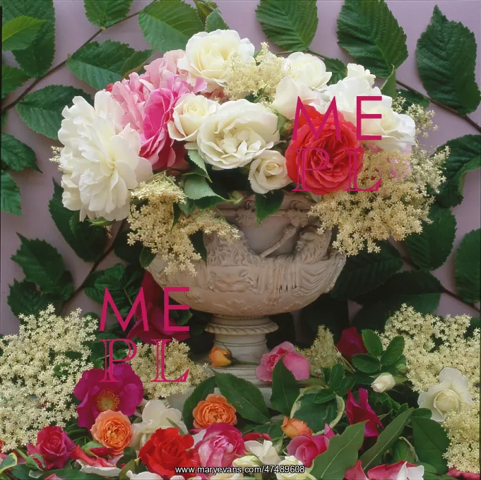  : Urn with Roses and Elderflowers