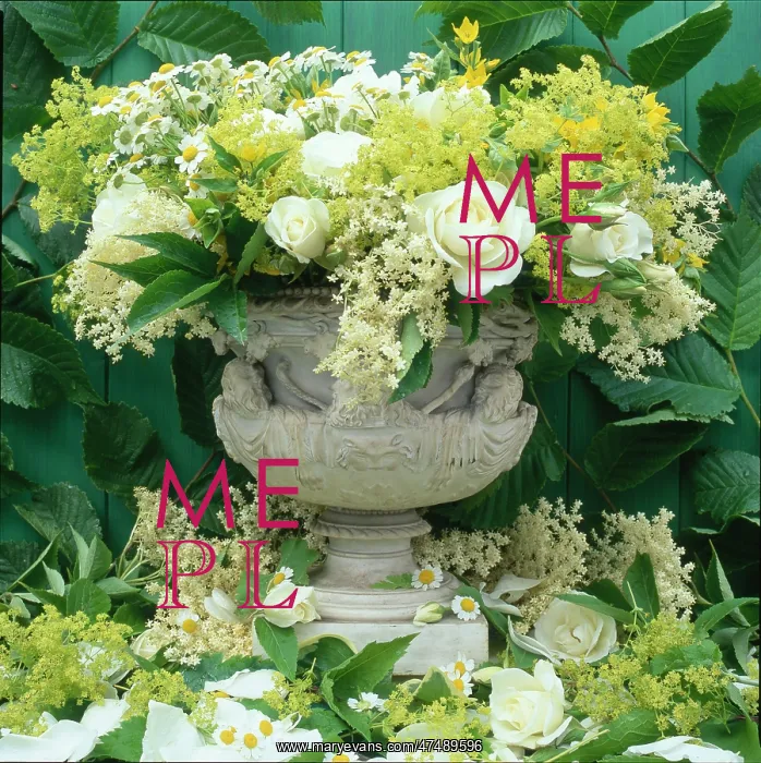 : Urn with White Roses, Elderflowers etc : Urn with White Roses, Elderflowers etc