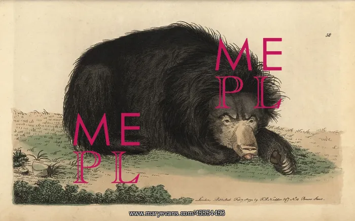 : Ursiform sloth, ursine bradypus or sloth bear : Ursiform sloth, ursine bradypus or sloth bear