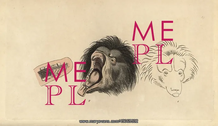 : Ursiform sloth, ursine bradypus or sloth bear : Ursiform sloth, ursine bradypus or sloth bear