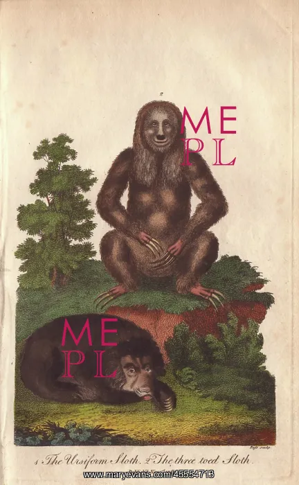 : Ursiform sloth, Ursus labiatus, and three-toed : Ursiform sloth, Ursus labiatus, and three-toed