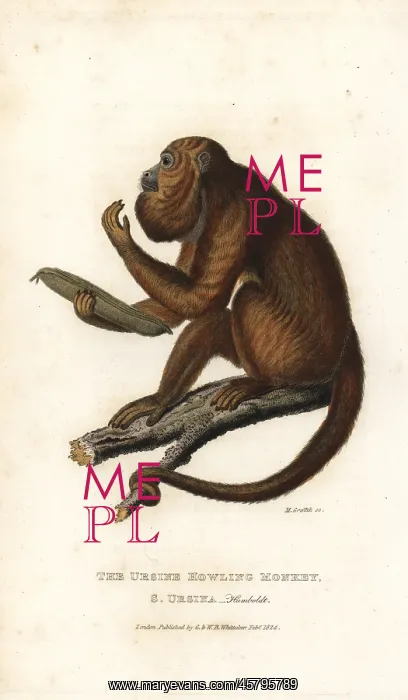 : Ursine howler monkey, Alouatta arctoidea : Ursine howler monkey, Alouatta arctoidea