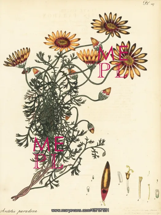 : Ursinia speciosa : Ursinia speciosa