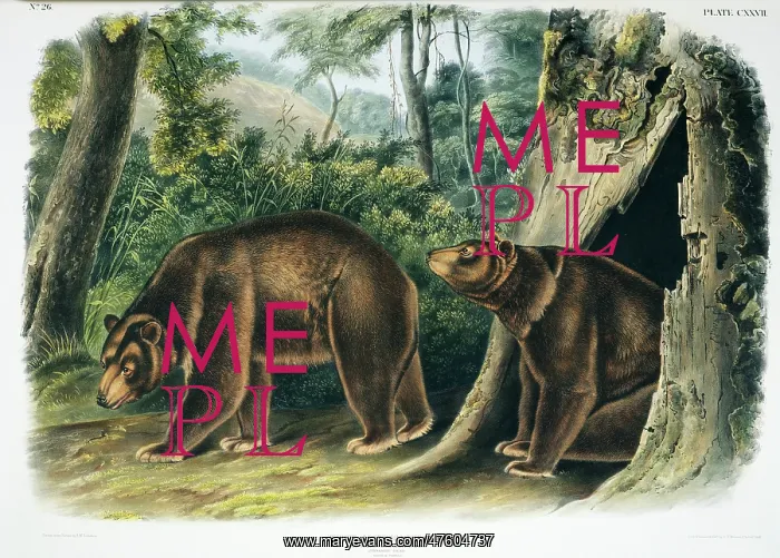 : Ursus americanus, American black bear : Ursus americanus, American black bear