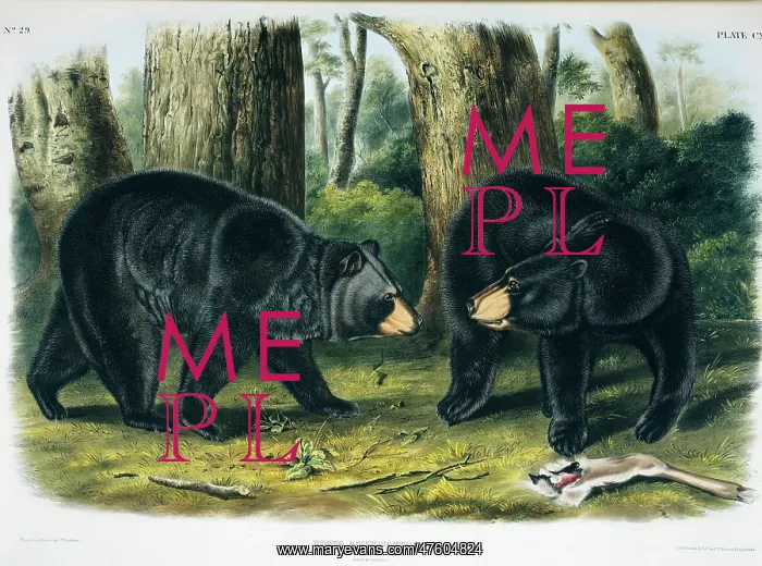 : Ursus americanus, American black bear : Ursus americanus, American black bear