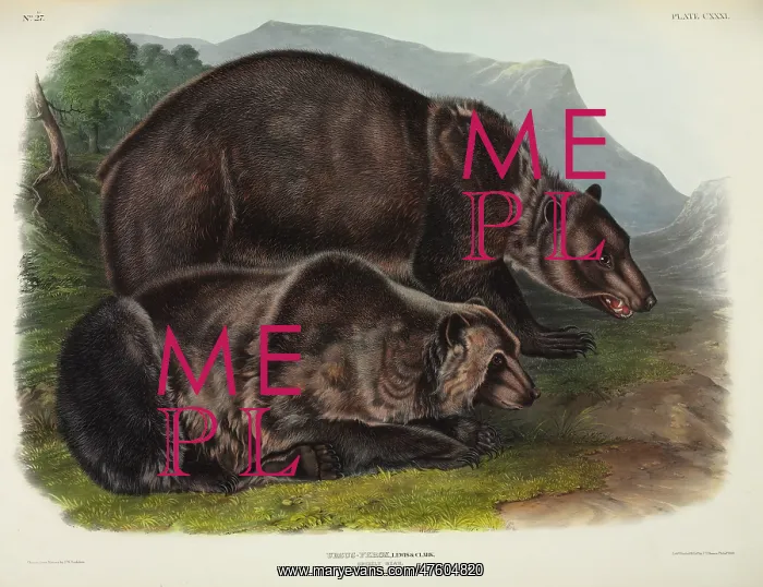 : Ursus arctos, grizzly bear : Ursus arctos, grizzly bear