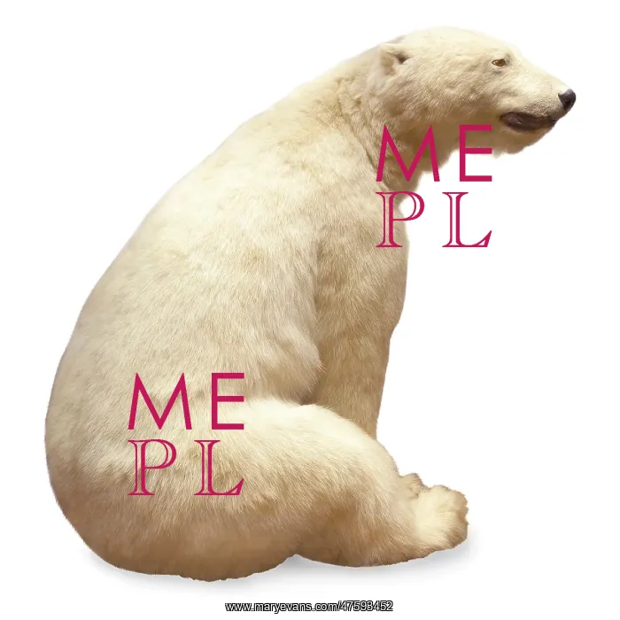 : Ursus maritimus, Polar bear : Ursus maritimus, Polar bear