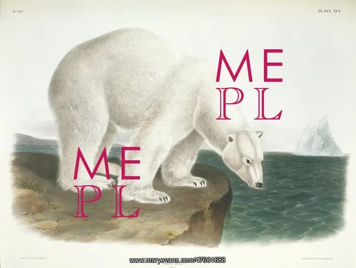 : Ursus maritimus, polar bear : Ursus maritimus, polar bear