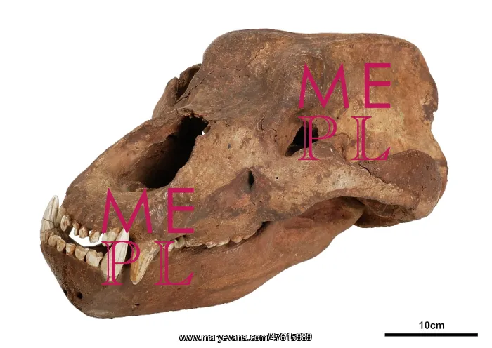 : Ursus spelaeus, cave bear : Ursus spelaeus, cave bear