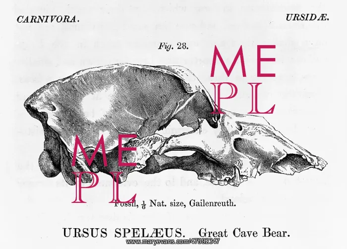 : Ursus speleaus, great cave bear : Ursus speleaus, great cave bear