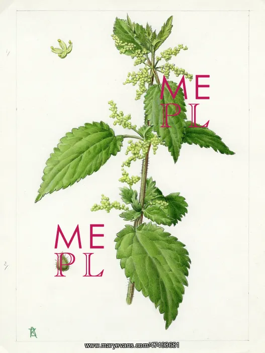 : Urtica dioica - common nettle : Urtica dioica - common nettle