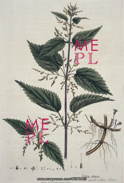 : Urtica dioica, stinging nettle : Urtica dioica, stinging nettle