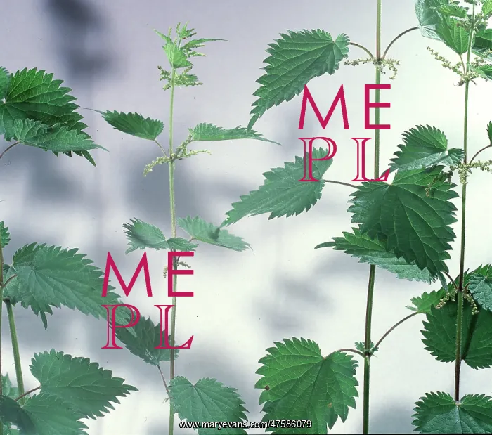 : Urtica dioica, stinging nettle : Urtica dioica, stinging nettle