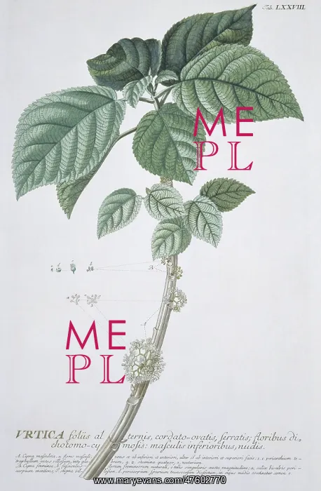 : Urtica foliis, nettles : Urtica foliis, nettles