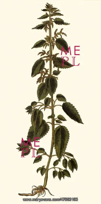 : Urtica Major : Urtica Major
