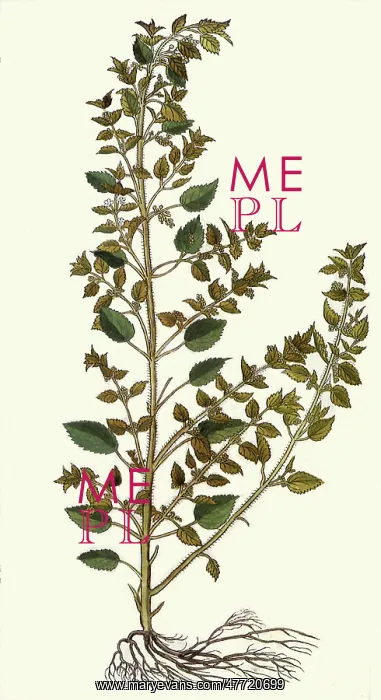 : Urtica Minor