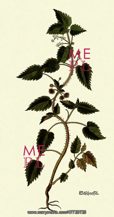  : Urtica Romana