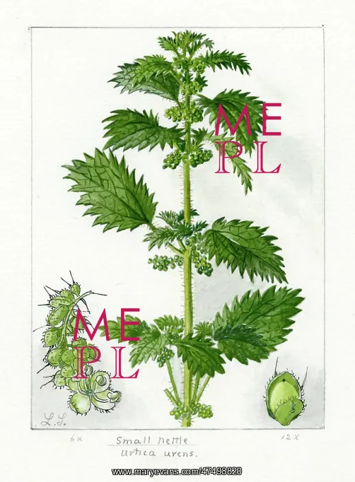 : Urtica urens - small nettle : Urtica urens - small nettle