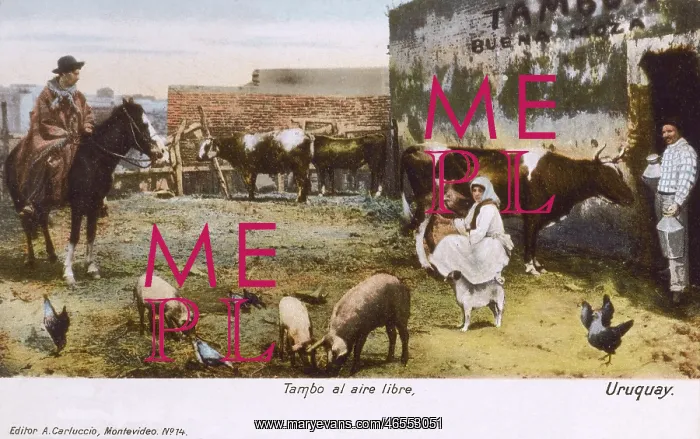 : Uruguay - Cattle ranch - Farmyard scene : Uruguay - Cattle ranch - Farmyard scene