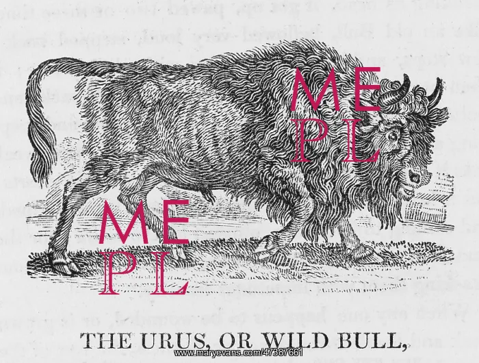 : URUS (BEWICK) : URUS (BEWICK)