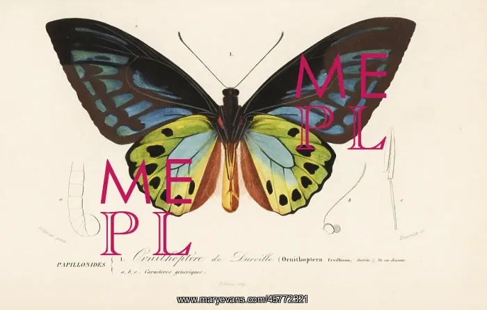 : Urville's birdwing butterfly, Ornithoptera : Urville's birdwing butterfly, Ornithoptera