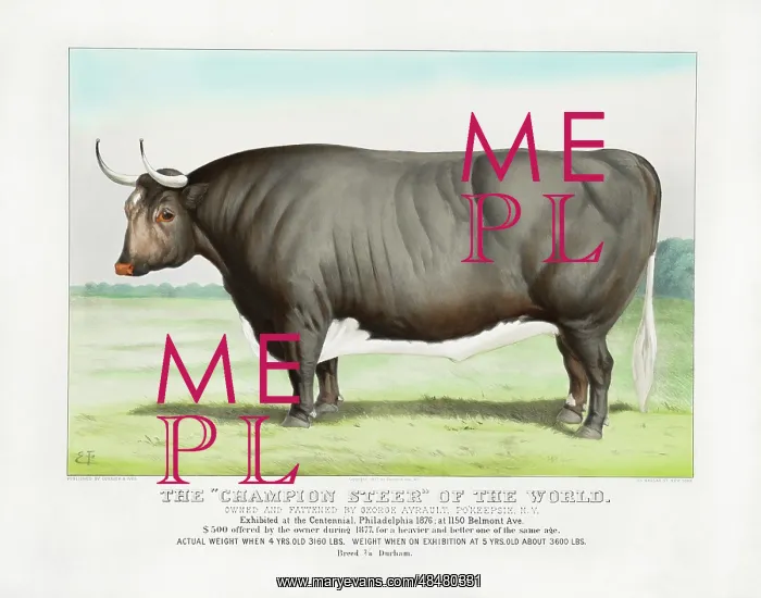 : U.S. agricultural print of a champion-size cattle : U.S. agricultural print of a champion-size cattle
