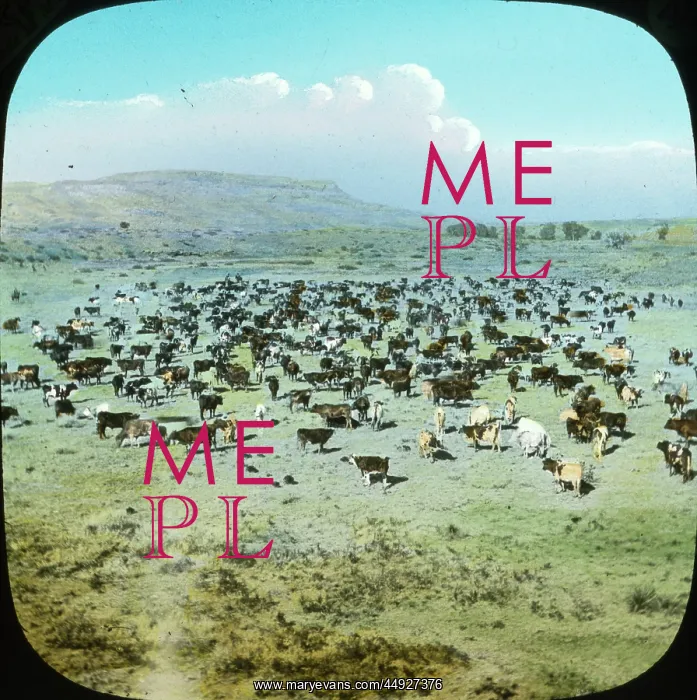 : USA - Cattle Ranche, Montana : USA - Cattle Ranche, Montana