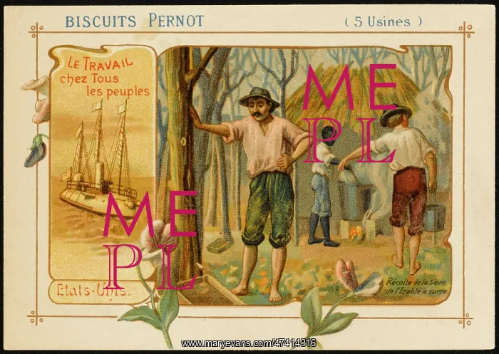 : USA - Maple Sugar : USA - Maple Sugar
