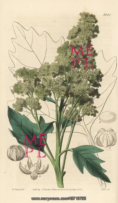 : Useful quinoa, Chenopodium quinoa : Useful quinoa, Chenopodium quinoa