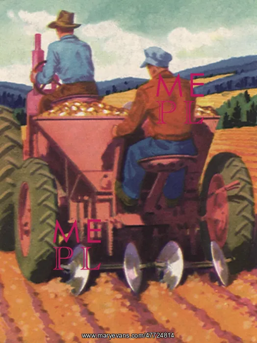  : Using a Potato Planter