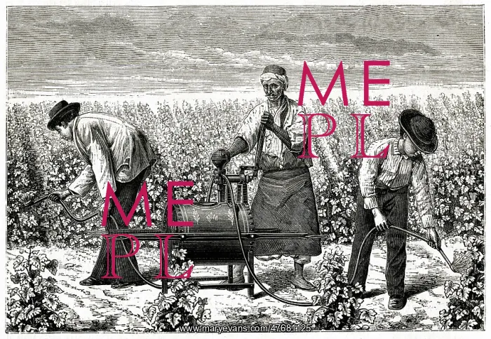 : Using Riley spray on greenfly in a vineyard, Algeria 1885 : Using Riley spray on greenfly in a vineyard, Algeria 1885