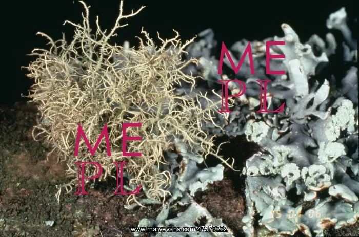 : Usnea inflata, beard lichen : Usnea inflata, beard lichen
