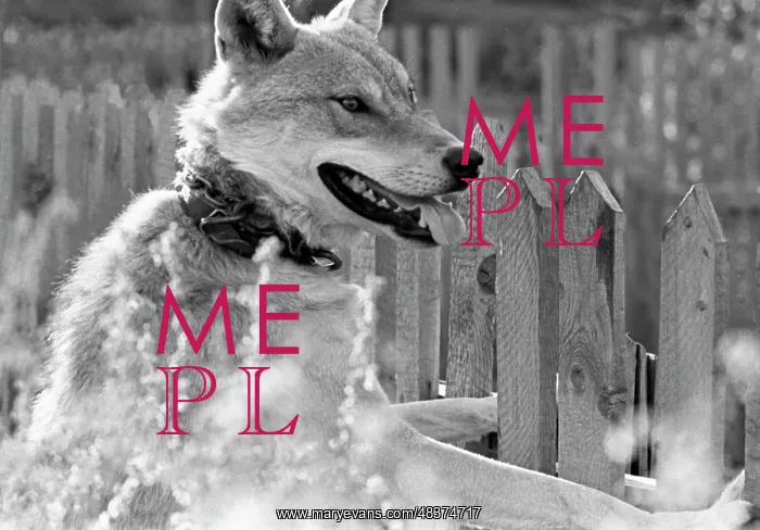 : Wolf. USSR. September 18, 1980. A domesticated wolf. Anatoly Semekhin / TASS : Wolf. USSR. September 18, 1980. A domesticated wolf. Anatoly Semekhin / TASS