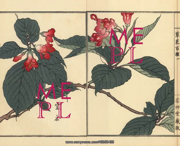 : Utsugi or crenate deutzia, Deutzia crenata : Utsugi or crenate deutzia, Deutzia crenata