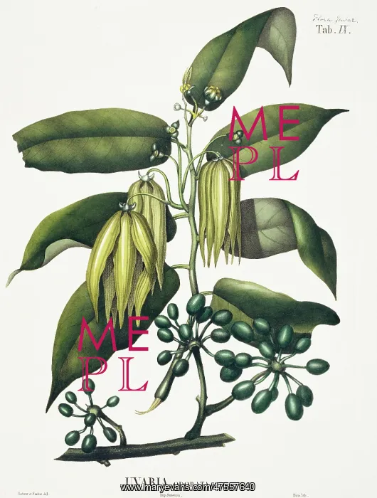: Uvaria odorata, ylang-ylang tree : Uvaria odorata, ylang-ylang tree