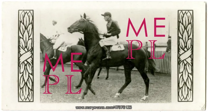 : Vaals, Australian race horse : Vaals, Australian race horse