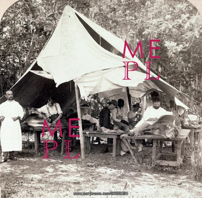 : Vaccinating Calves, Smallpox, 1900 : Vaccinating Calves, Smallpox, 1900