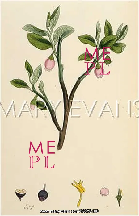 : VACCINIUM MYRTILLUS