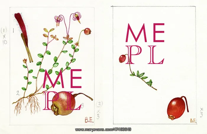 : Vaccinium oxycoccos - cranberry : Vaccinium oxycoccos - cranberry