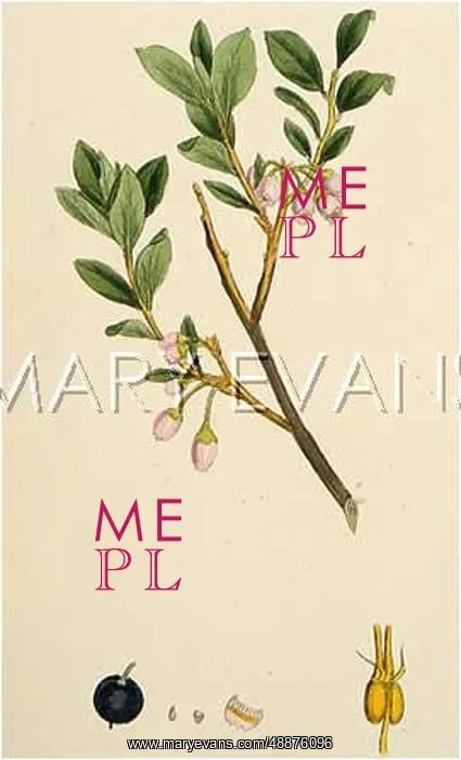  : VACCINIUM ULIGINOSUM